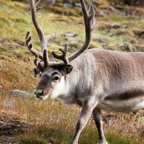 Reins in Svalbard